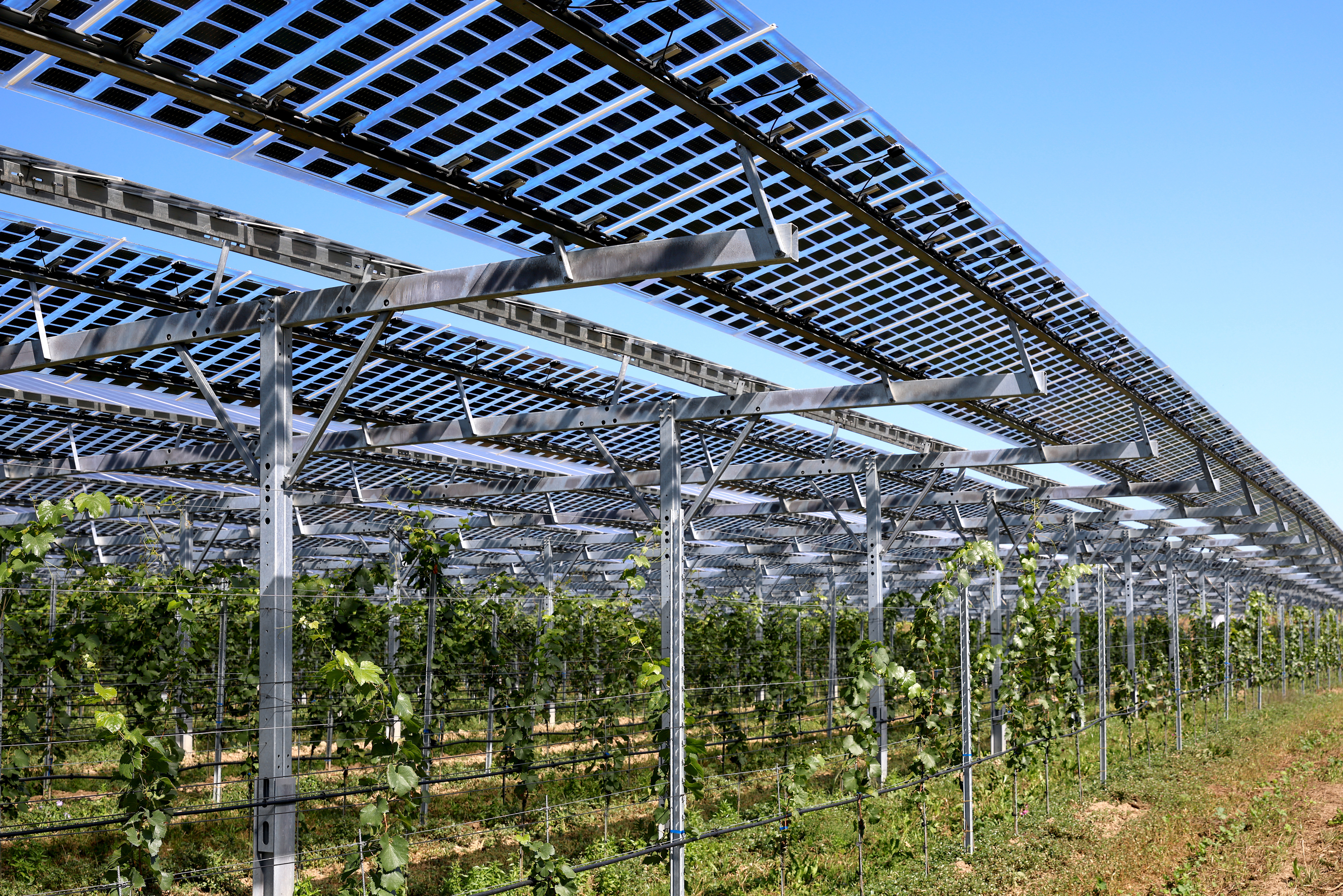 Agri-Photovoltaikanlage @ MarinaLohrbach / stock.adobe.com ÖSW Agri-Photovoltaikanlage in Linz